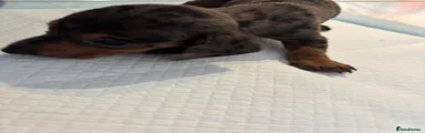 Dachshund Puppy 1