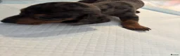 Dachshund dogs for sale: 🩷🩷🩷 DACHSHUNDS GIRLS 🩷🩷🩷 - Advert 26
