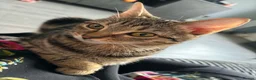 Mixed Breed cats for sale: 4 adorable male kittens available now - Advert 6