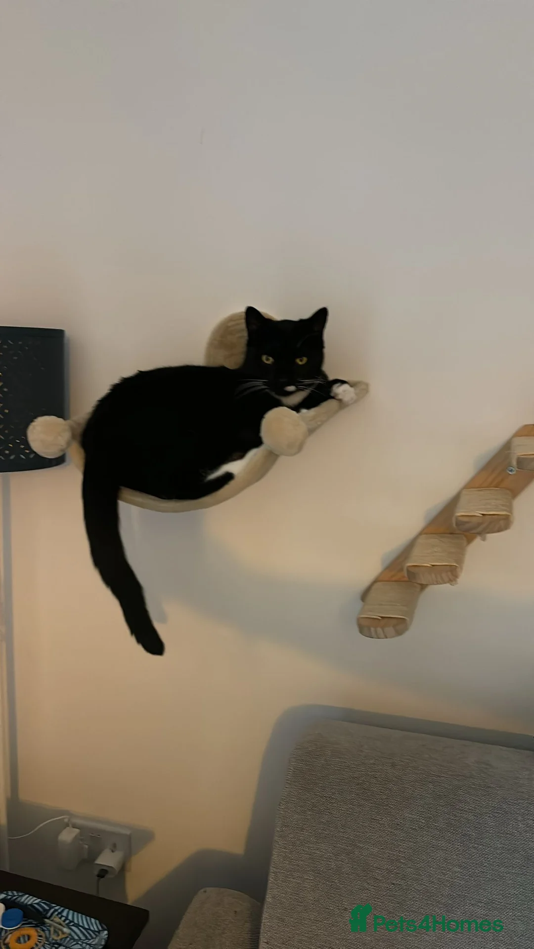 British Shorthair cats for sale: Gorgeous affectionate tuxedo  - Advert 3