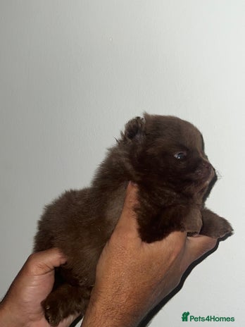 Pomeranian dogs Pomeranian pups chocolate merls 🐶🐶 - Advert 11