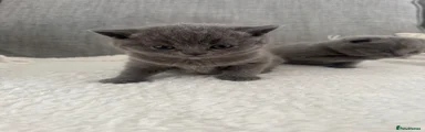 British Shorthair Kitten 2