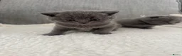 British Shorthair cats for sale: British shorthair/Scottish fold  - Advert 10