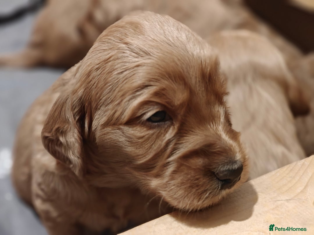 Mini Goldendoodle dogs for sale: Superb home-bred F1 Mini Goldendoodle GIRL - Advert 14