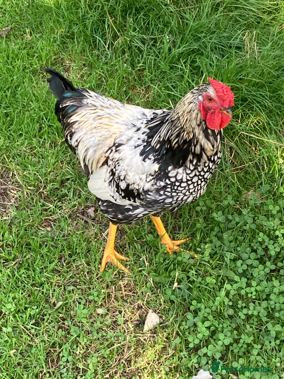 Chickens poultry for sale: Cockerel - Image 2