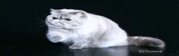 Exotic cats for stud: CFA Champion Imported Exotic Shorthair Stud - Advert 4
