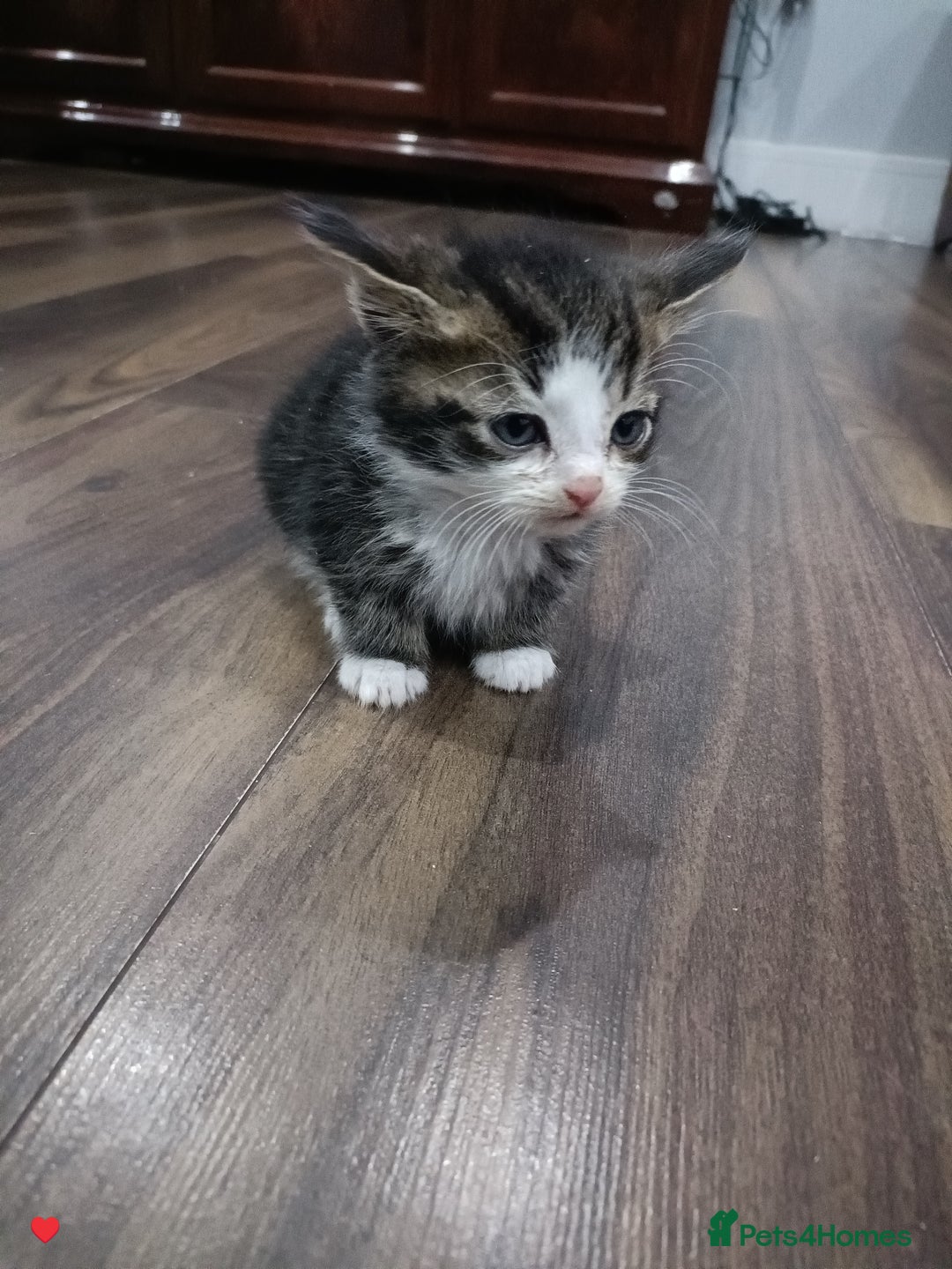 American Shorthair cats for sale: Male kitten available from 11/01/2026 - Advert 2