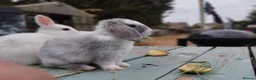 Mixed Breed rabbits for sale: Mixed breed £70 each - Advert 17