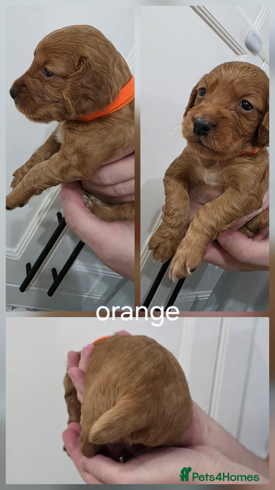 Cocker Spaniel dogs for sale: Working Cocker spaniel puppies - Advert 5