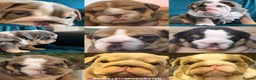 English Bulldog dogs for stud: Freddie Lilac tri stud in Manchester - Advert 16