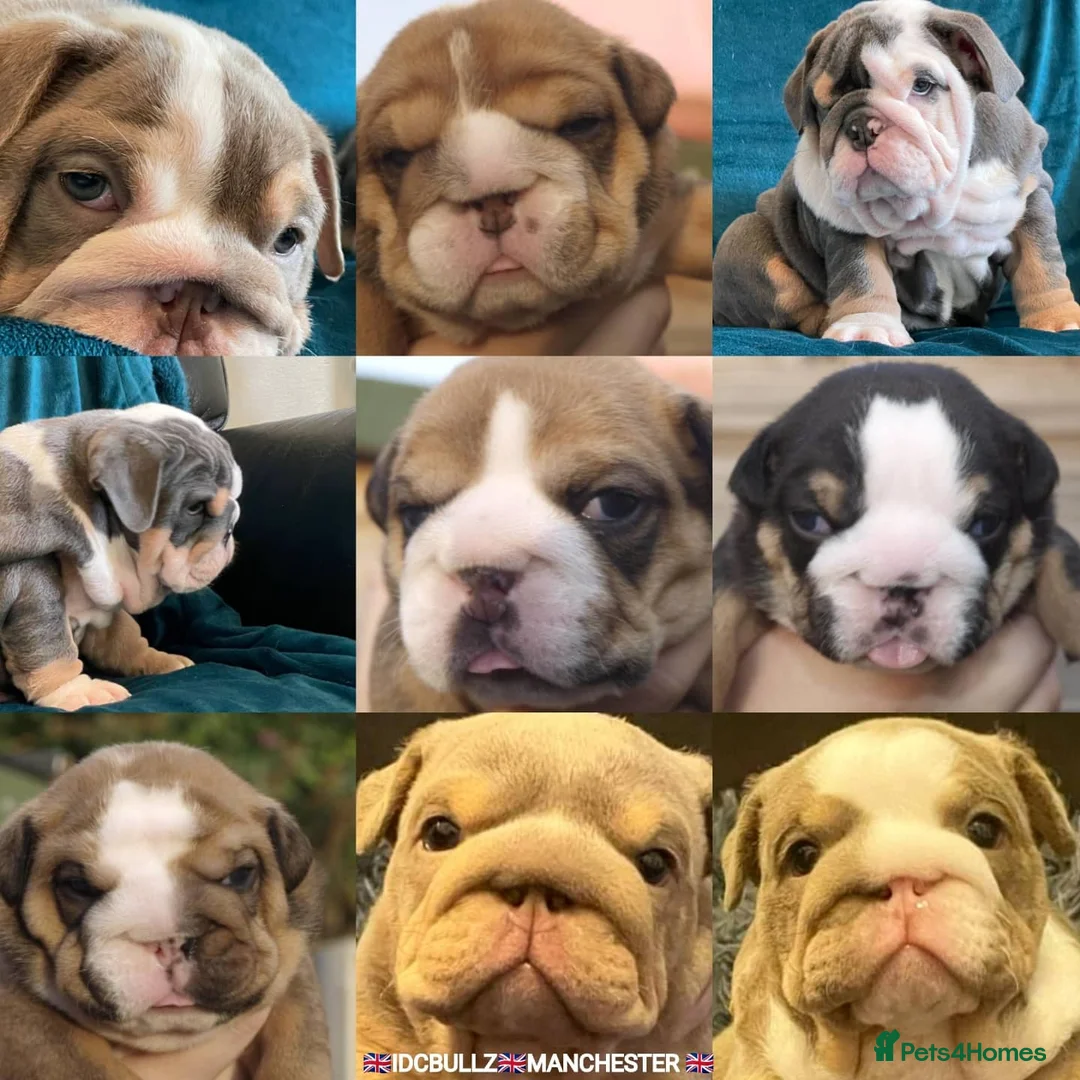 English Bulldog dogs for stud: Freddie Lilac tri stud in Manchester - Advert 16