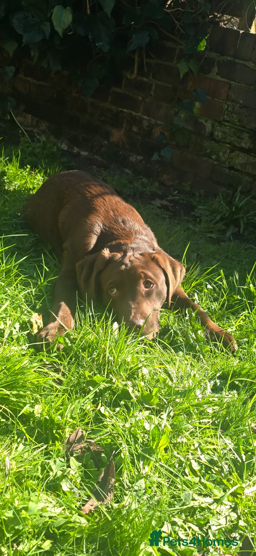 Labrador Retriever dogs for sale: Stunning trained Lab Pup desperate for a good home - Advert 2