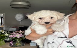 Bichon Frise dogs for sale: Bichon Frise Puppies- Ready to leave - Image 25