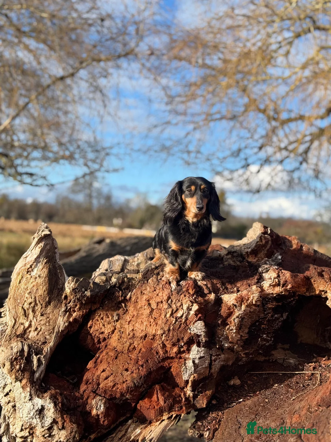 Miniature Dachshund dogs for sale: Miniature Dachshund Puppies🤎 - Advert 2