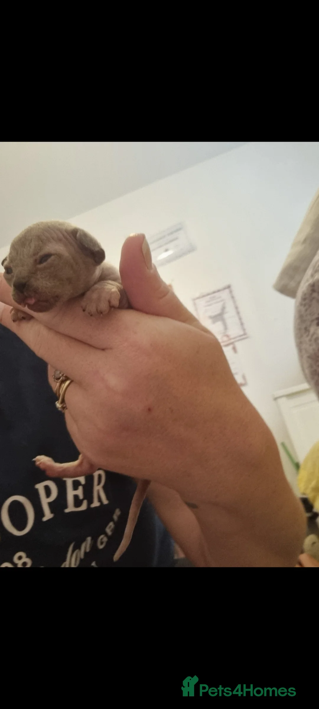 Sphynx cats for sale: Beautiful Newborn Sphynx Kittens4 kittens - Advert 17