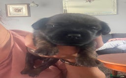 Mixed Breed dogs for sale: Beautiful dachshund/jug x terrier - Image 23