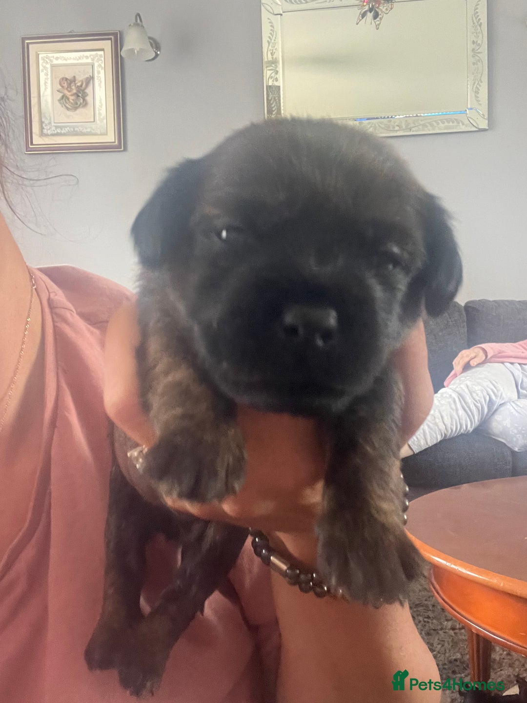 Mixed Breed dogs for sale: Beautiful dachshund/jug x terrier - Image 23