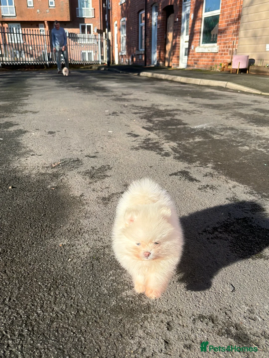 Pomeranian dogs for sale: Beautiful Purebred Pomeranian Puppies - Advert 23