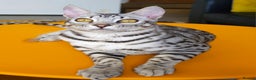Bengal cats for sale: Exceptional Silver Rosetted Boy Available  - Advert 3