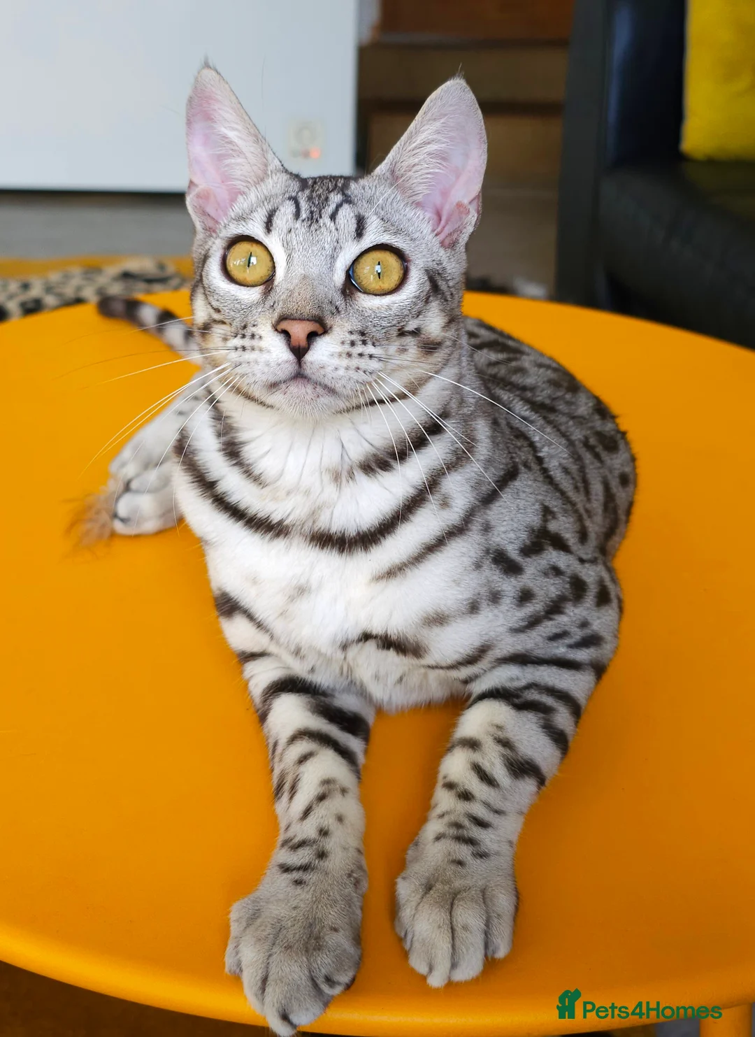 Bengal cats for sale: Exceptional Silver Rosetted Boy Available  - Advert 3