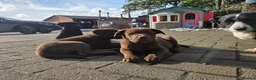 Labrador Retriever dogs for sale: 3 gorgeous labs - Advert 8
