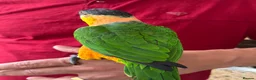 Mixed Breed birds for sale:  Birds for sale. Please read the description full  - Advert 7