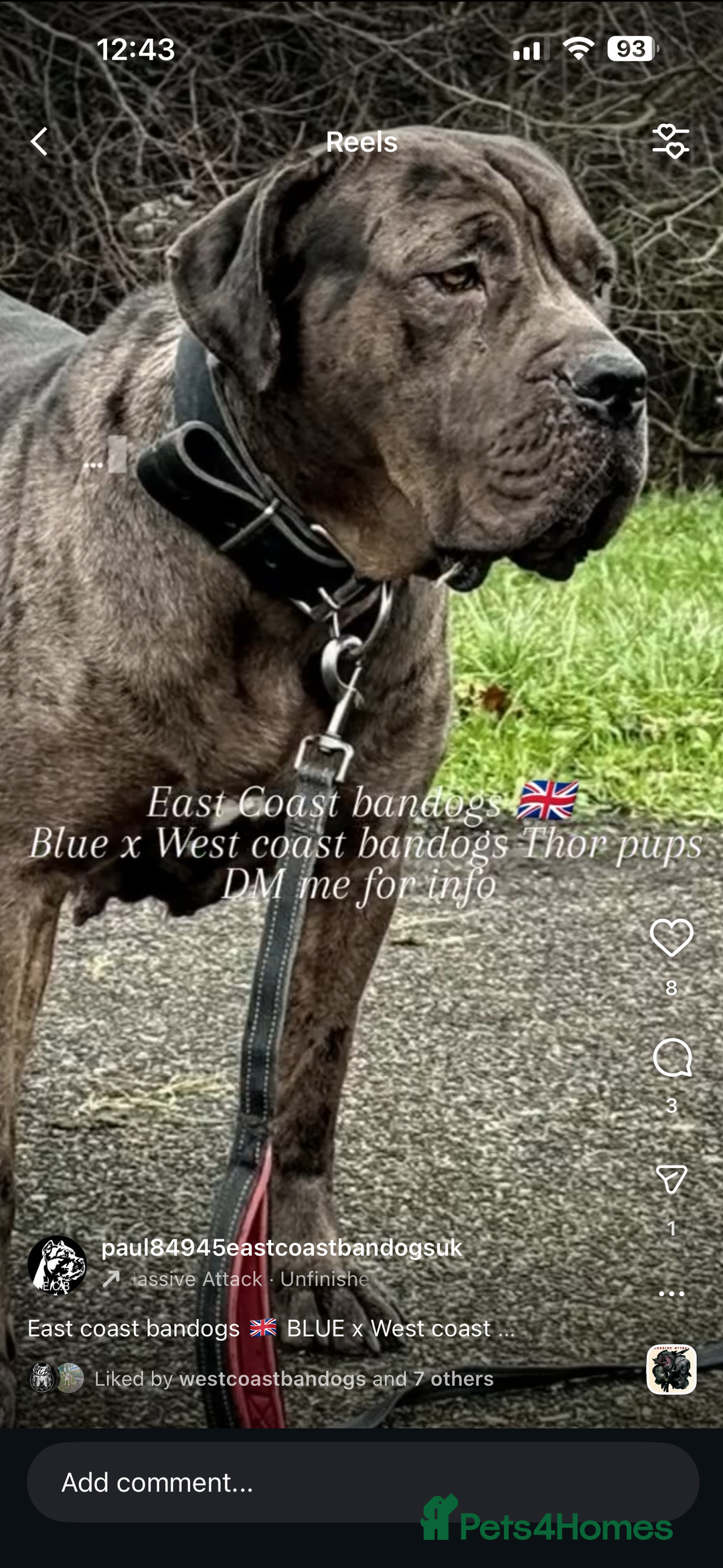 Mixed Breed dogs for sale: Presa X Neo puppies - Advert 29