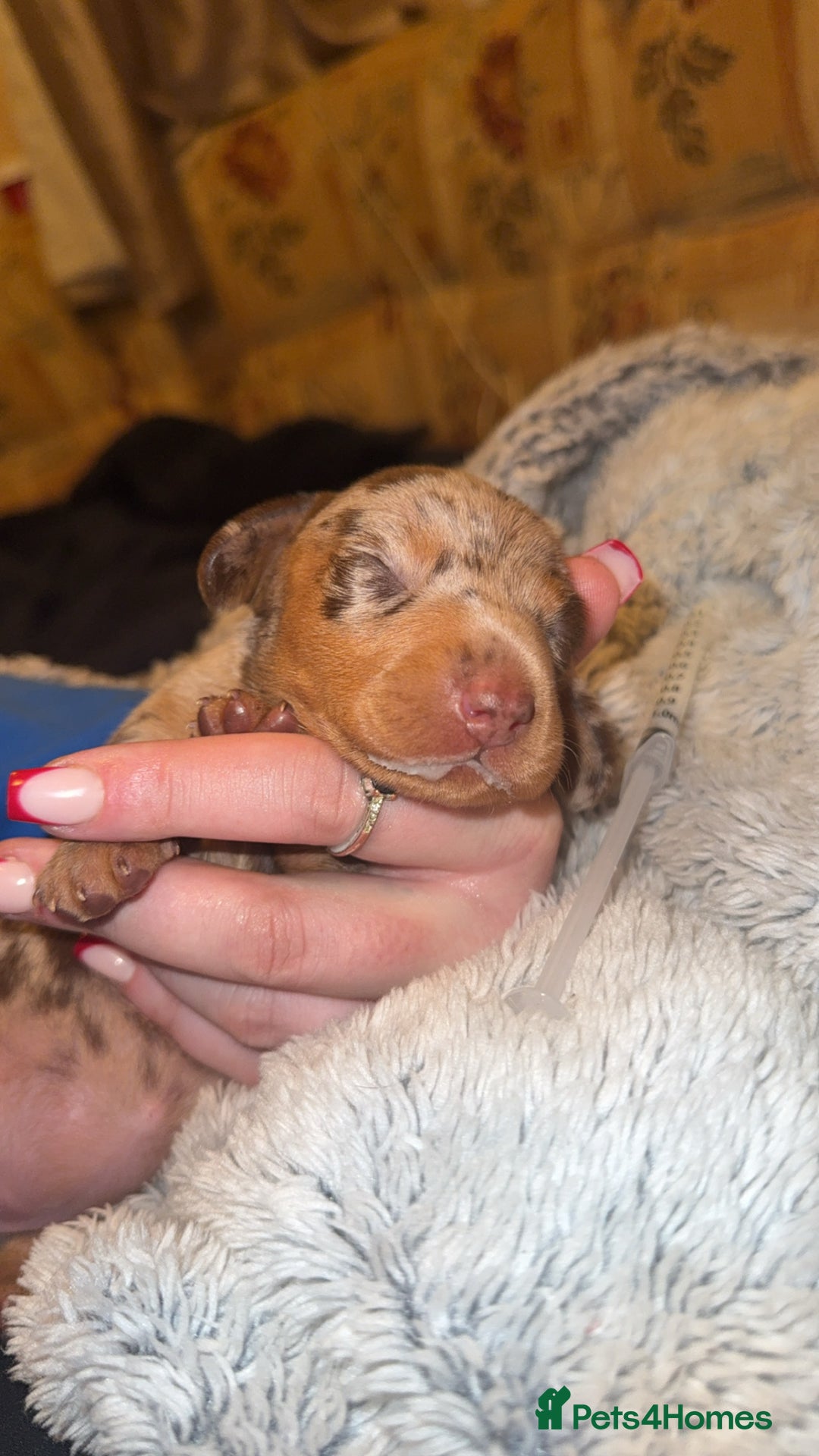 Miniature Dachshund dogs for sale: 3 Miniture dachshunds for sale  - Image 5