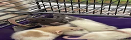 Rat rodents for sale: Baby rats for sale - Advert 9