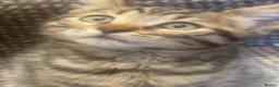 Bengal cats for sale: Bengal kittens  - Advert 4