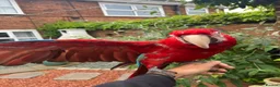 Macaws birds for sale: Green wing macaw  - Advert 6