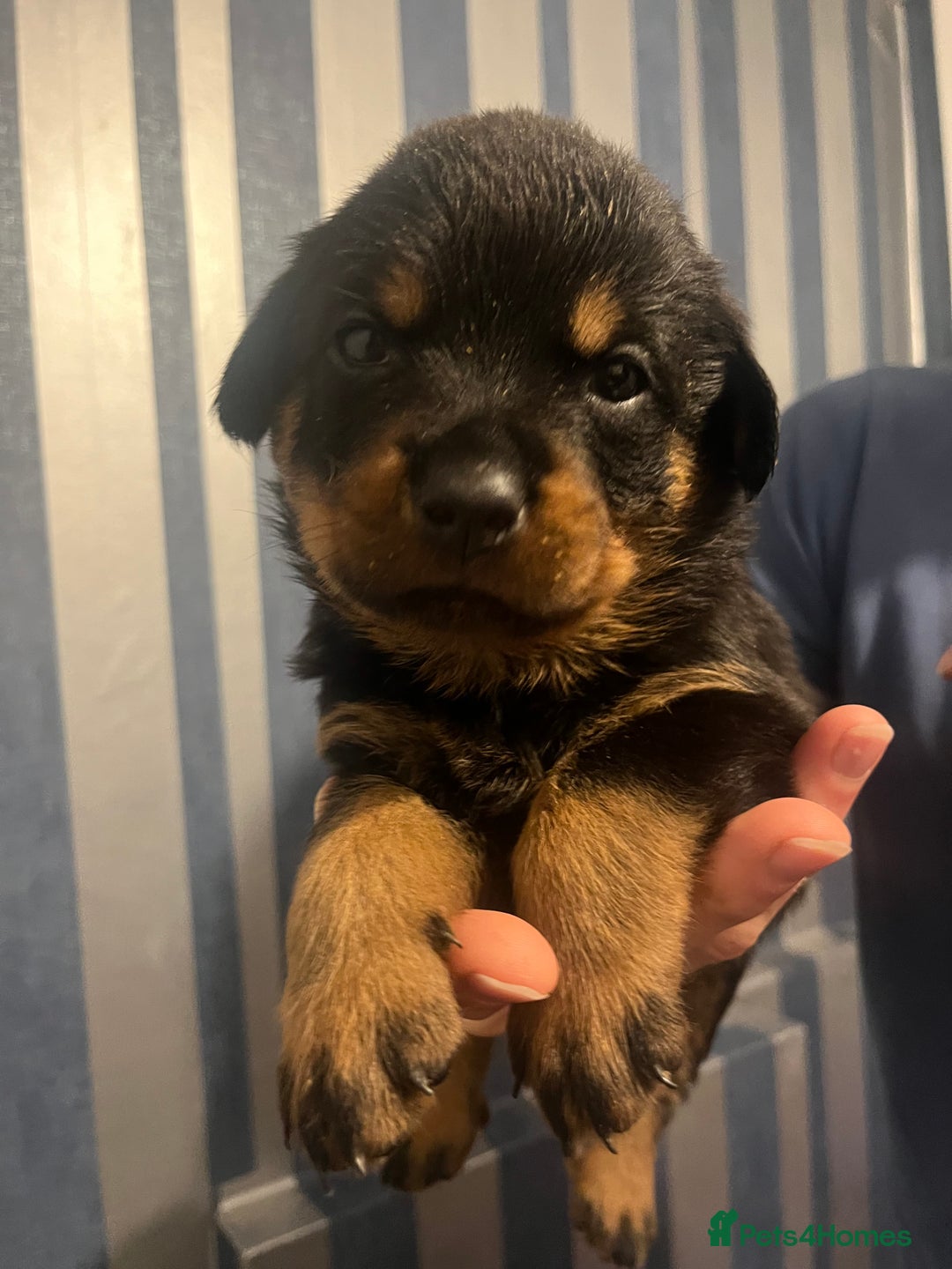 Rottweiler dogs for sale: Beautiful chunky Rottweiler puppies  - Advert 17