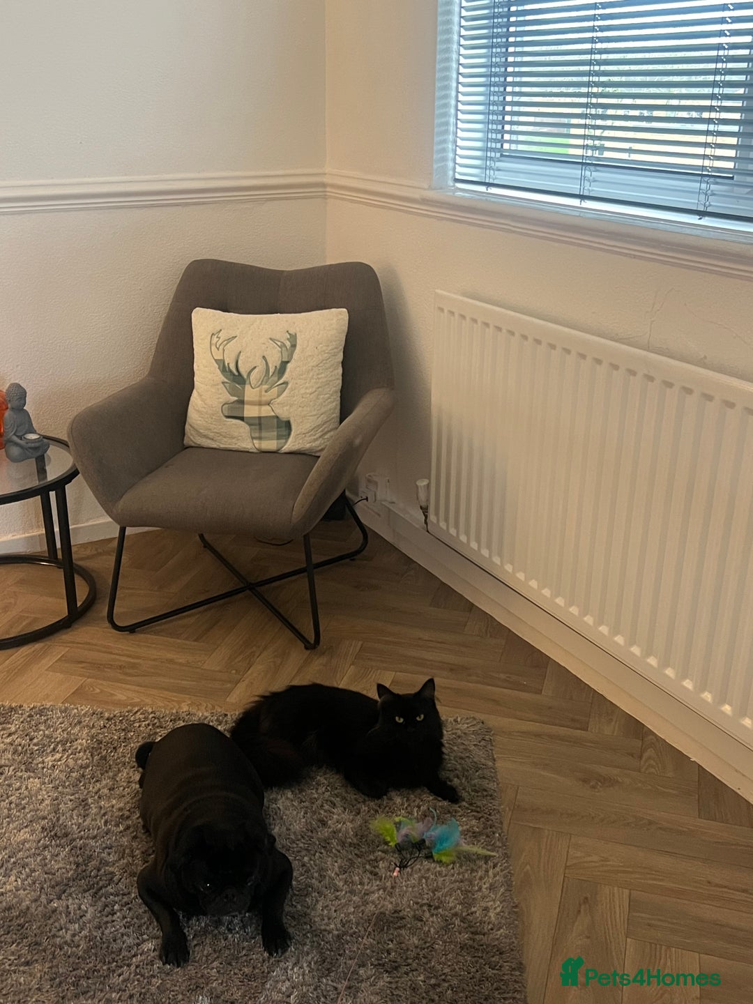 Maine Coon cats for sale: Willow - Advert 5