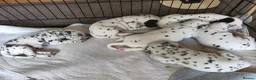 Dalmatian dogs for sale: Kc pups  - Advert 5