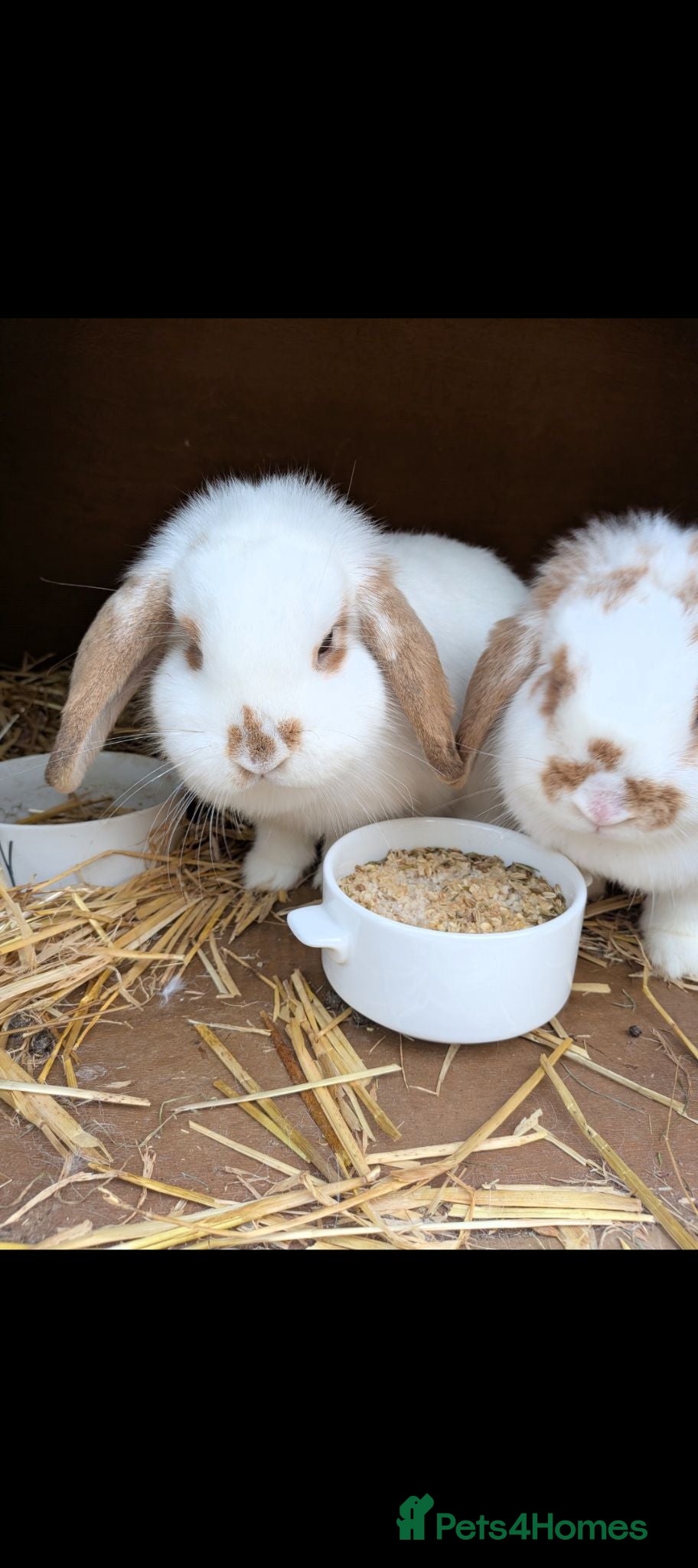 English Lop rabbits 1 female white lop  - Advert 1