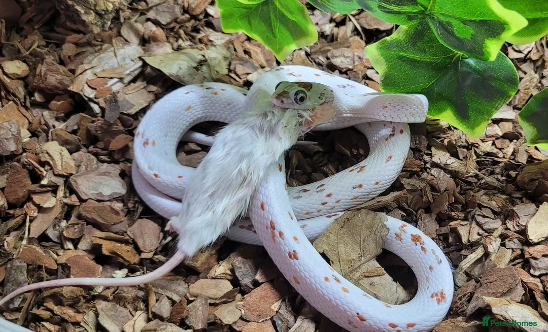 Corn Snake reptiles for sale: 4 x Snakes & Full Setups  - Advert 8