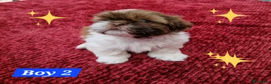 Shih Tzu 3