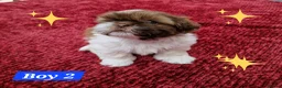 Shih Tzu dogs for sale: Shih tzu puppies looking for their forever home. in Leeds - Advert 4