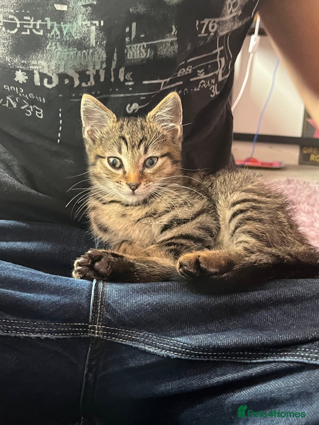 Domestic Shorthair cats for sale: Loving Male Tabby For Sale - Image 7