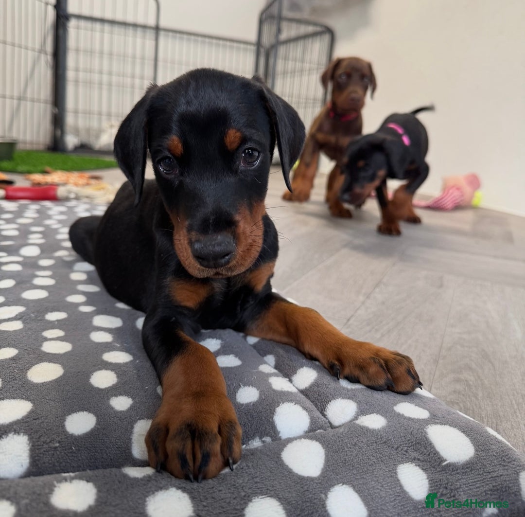 Dobermann dogs for sale: European Doberman Puppies - Champion Bloodline - Image 20