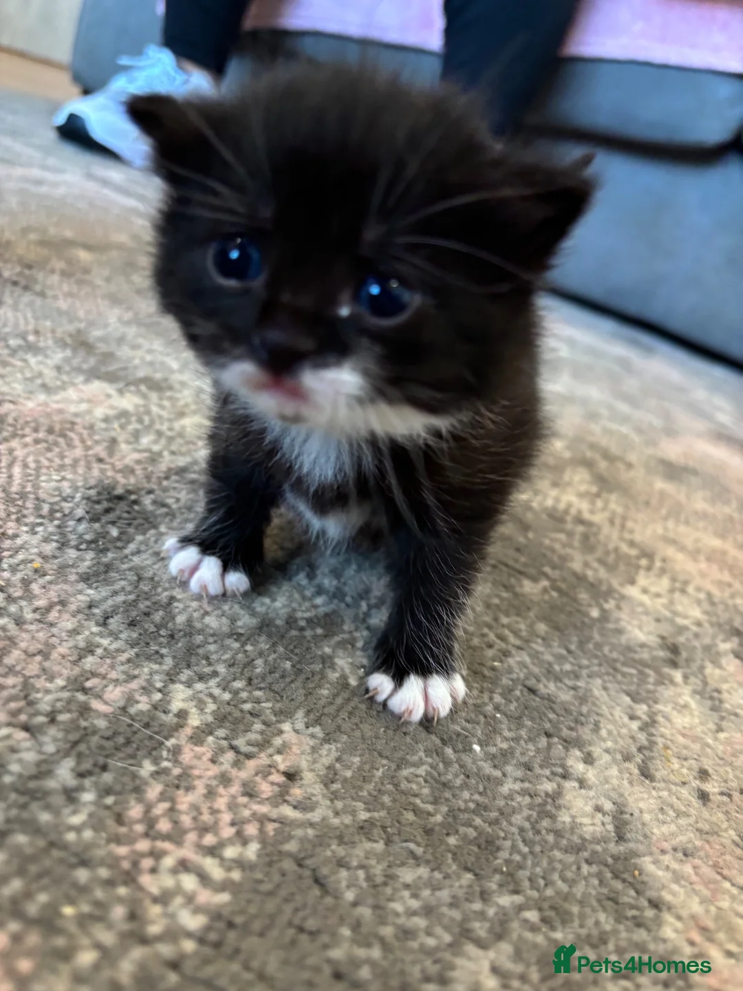 Mixed Breed cats for sale: Kittens for sale  - Advert 6