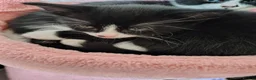 Mixed Breed cats for sale: 2 male kittens for sale in Largs - Advert 6