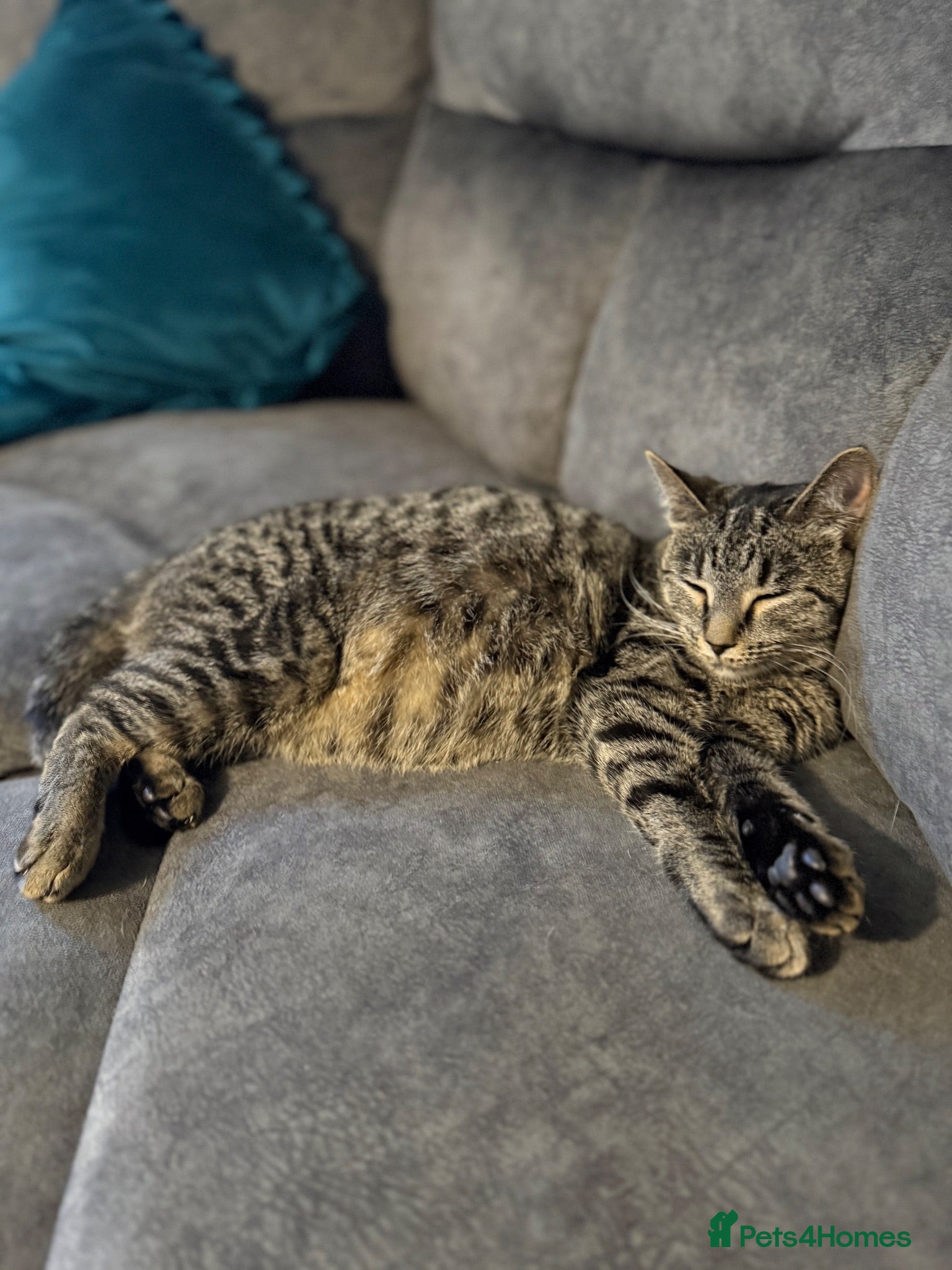 Mixed Breed cats 3 beautiful tabby kittens  - Advert 3