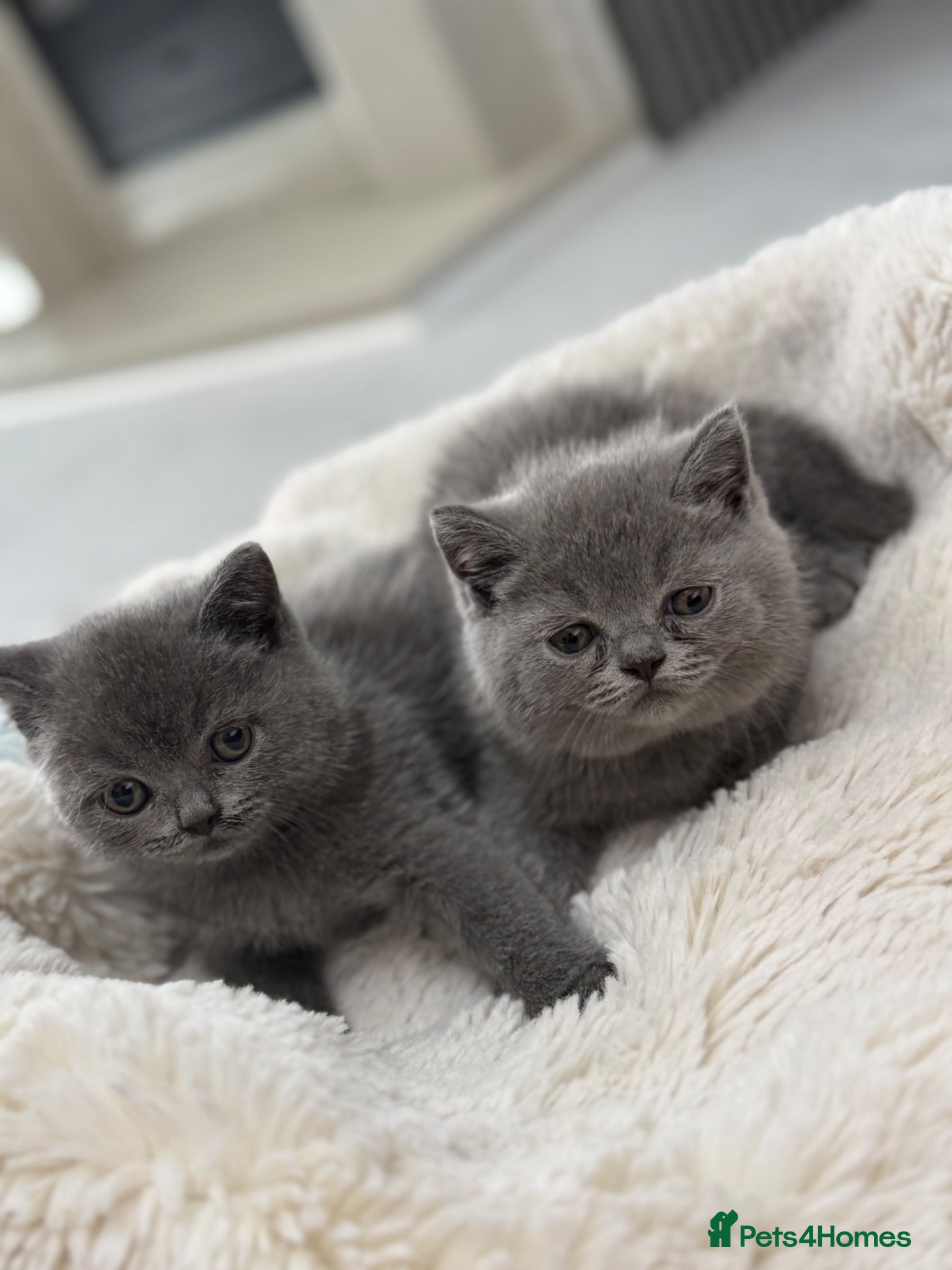 British Shorthair cats British shorthair kittens  - Advert 7