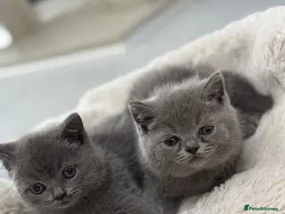 British Shorthair cats British shorthair kittens - Advert 7