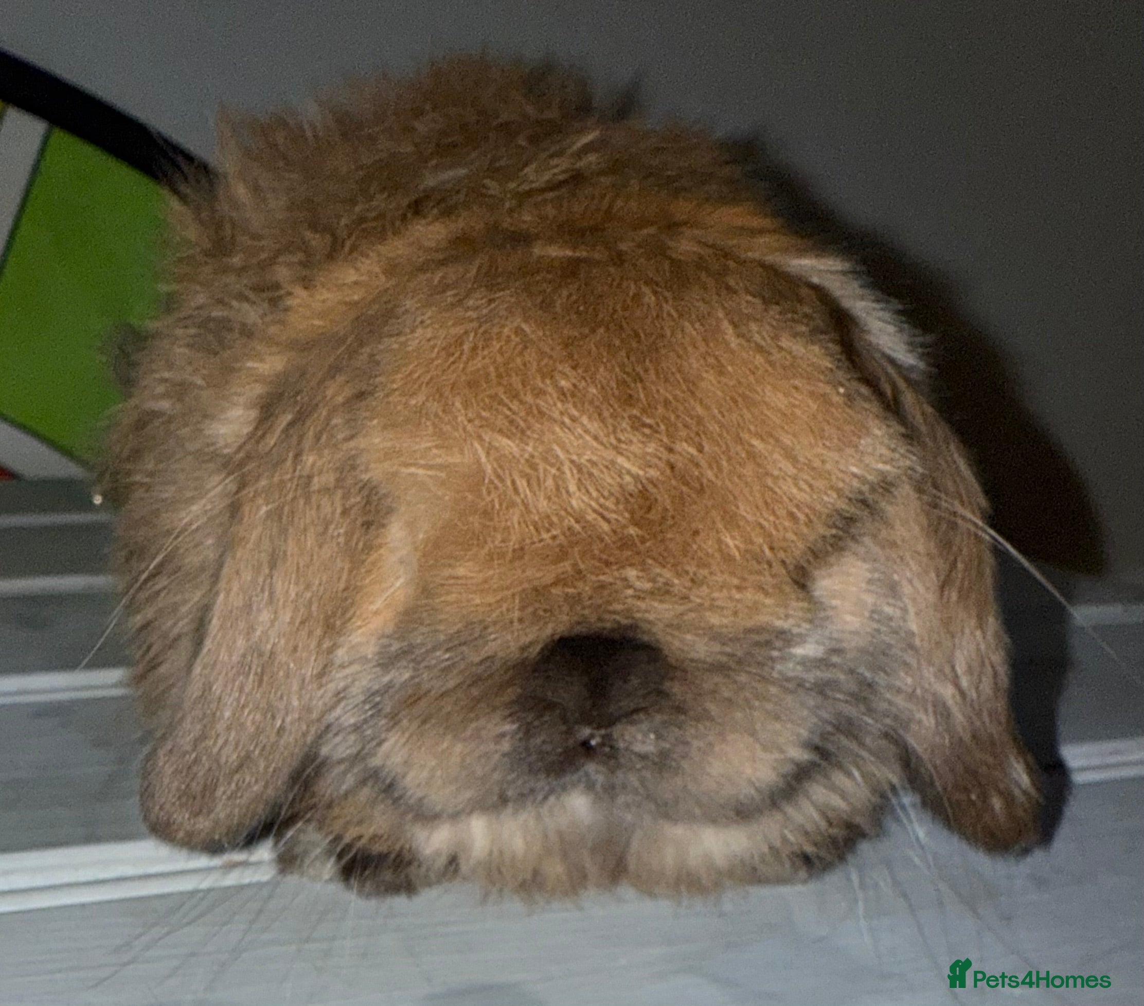 Mini Lop rabbits The best of the best ready to leave  - Advert 1