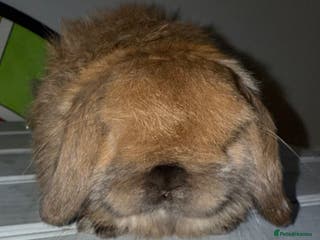 Mini Lop rabbits The best of the best ready to leave - Advert 1