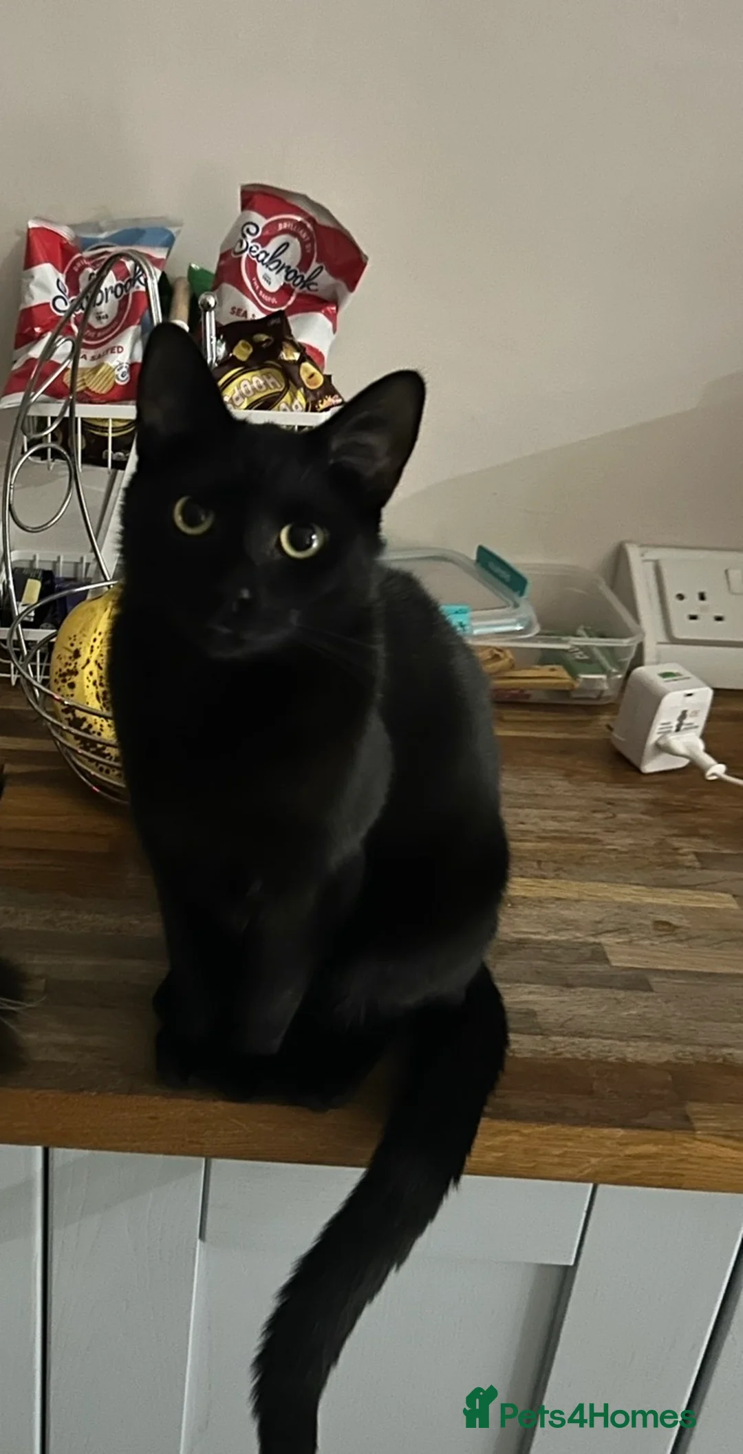 Mixed Breed cats for sale: Rehoming Two Cats – Bonded Pair - Advert 3