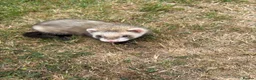 Ferret rodents for sale: Ferrets for sale  in Canterbury - Advert 3