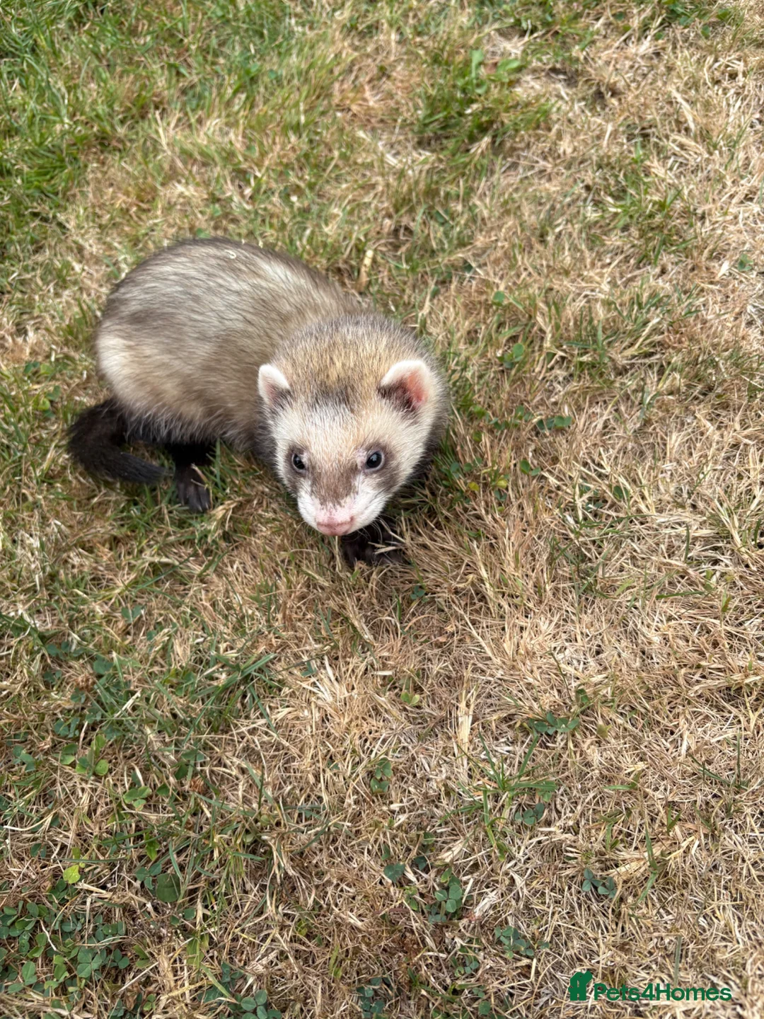 Ferret rodents for sale: Ferrets for sale  in Canterbury - Advert 3